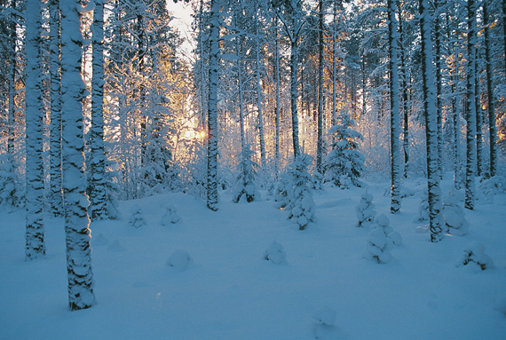Estonia winter snow nature